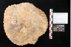 Foto (Objekt + Etikett) von Sigillaria sp. (NHMW-GEO-2024-0188-11102)